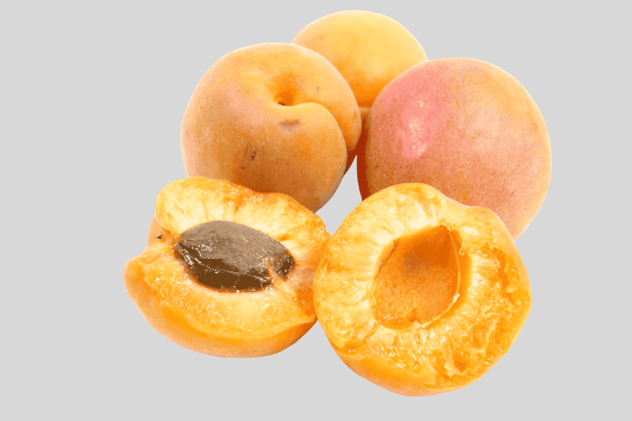 apricot vishal nursery